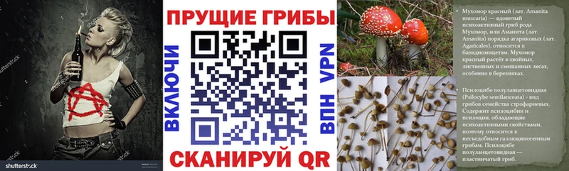 Галлюциногенные грибы GOLDEN TEACHER где купить наркоту Новая Ладога